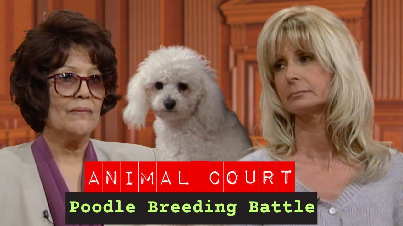 Суд по делам животных: битва за разведение пуделей