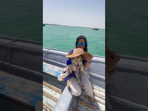 Chabahar Gwatar Bay Dolphins Harra Oman Sea Iran ایران چابهار بریس تا خلیج گواتر