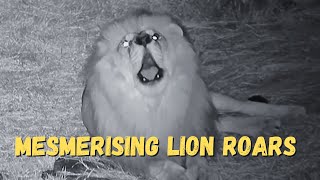 Mesmerizing Lion Roars by Simba and Jack at Shayamanzi Game Farm