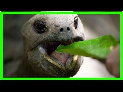 What do turtles eat?