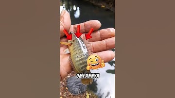 mancing ikan di parit kecil gacor dapat ikan betok ‼️ #shorts #fishing #mancing