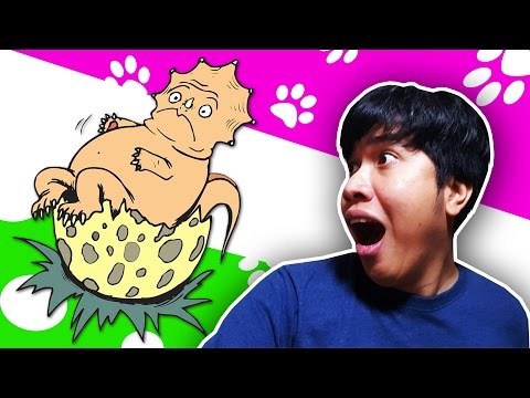 เปิดไข่ไดโนเสาร์ 【Dinosaur Egg】