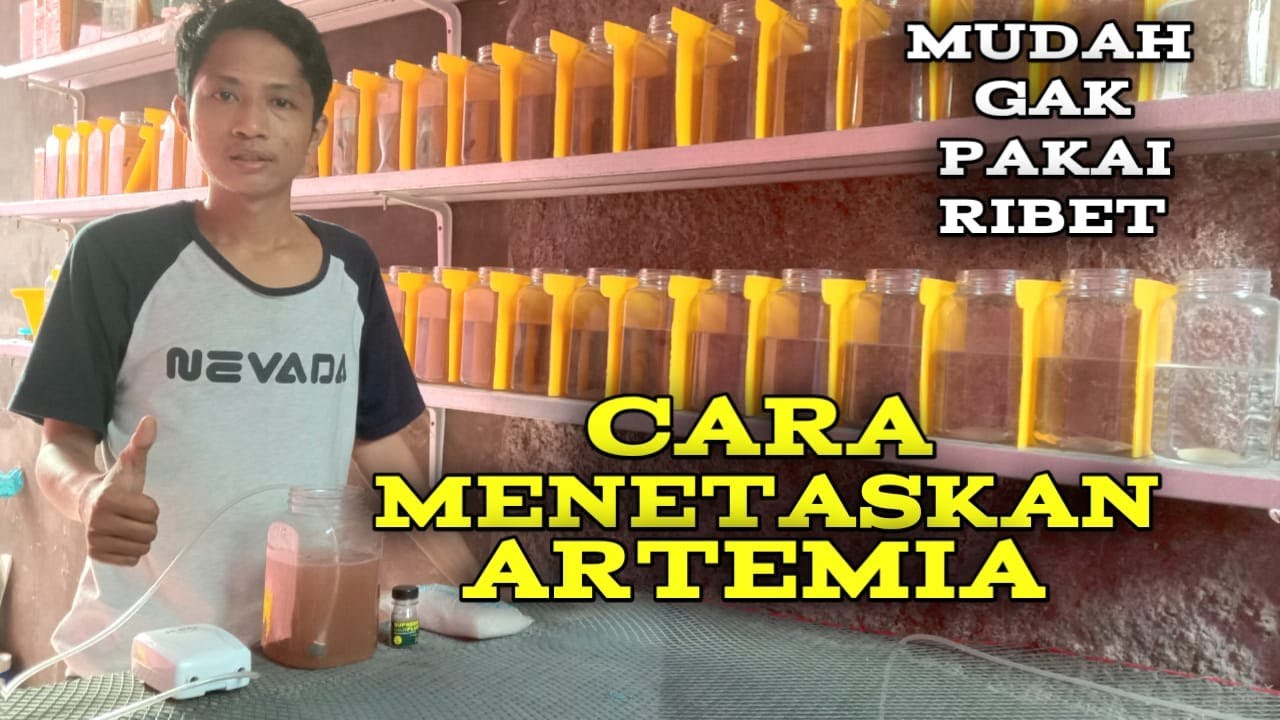 CARA MENETASKAN ARTEMIA | MUDAH GAK PAKAI RIBET 