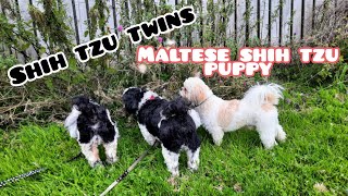 Shih Tzu Puppy Party! 🐻 by Pawsonal Pet Care 188 views 9 months ago 3 minutes, 55 seconds