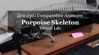 Virtual Lab Porpoise Forelimb And Skeleton