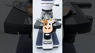 I Put Cow Milk Under a Microscope and Saw This!