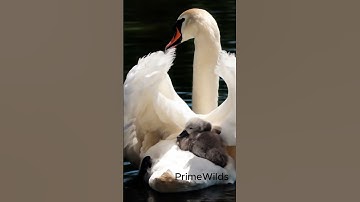 Thumbnail of "Mother" A love that can only be admired for hours, but nothing can be said in its description.