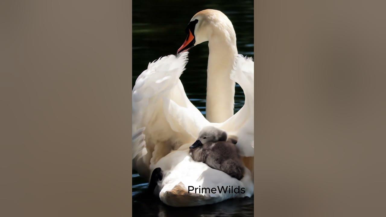"Mother" A love that can only be admired for hours, but nothing can be said in its description.