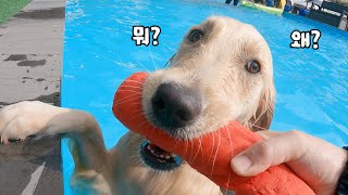 Cute dog that went to the puppy pool by 보리는 리트리버 7,811 views 1 year ago 4 minutes, 41 seconds