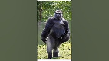 "Dancing Monkey Goes Viral – Must Watch!"