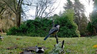 Black-Capped Chickadee and Varied Thrush Singing