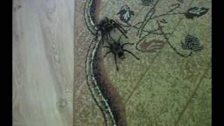 Copulation of Lasiodora parahybana