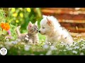 موسیقی آرام بخش سگ و گربه | موسیقی آرامش بخش برای خواب عمیق 🐶 موسیقی اضطراب جدایی برای آرامش 😽