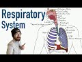 Respiratory system  structure and function