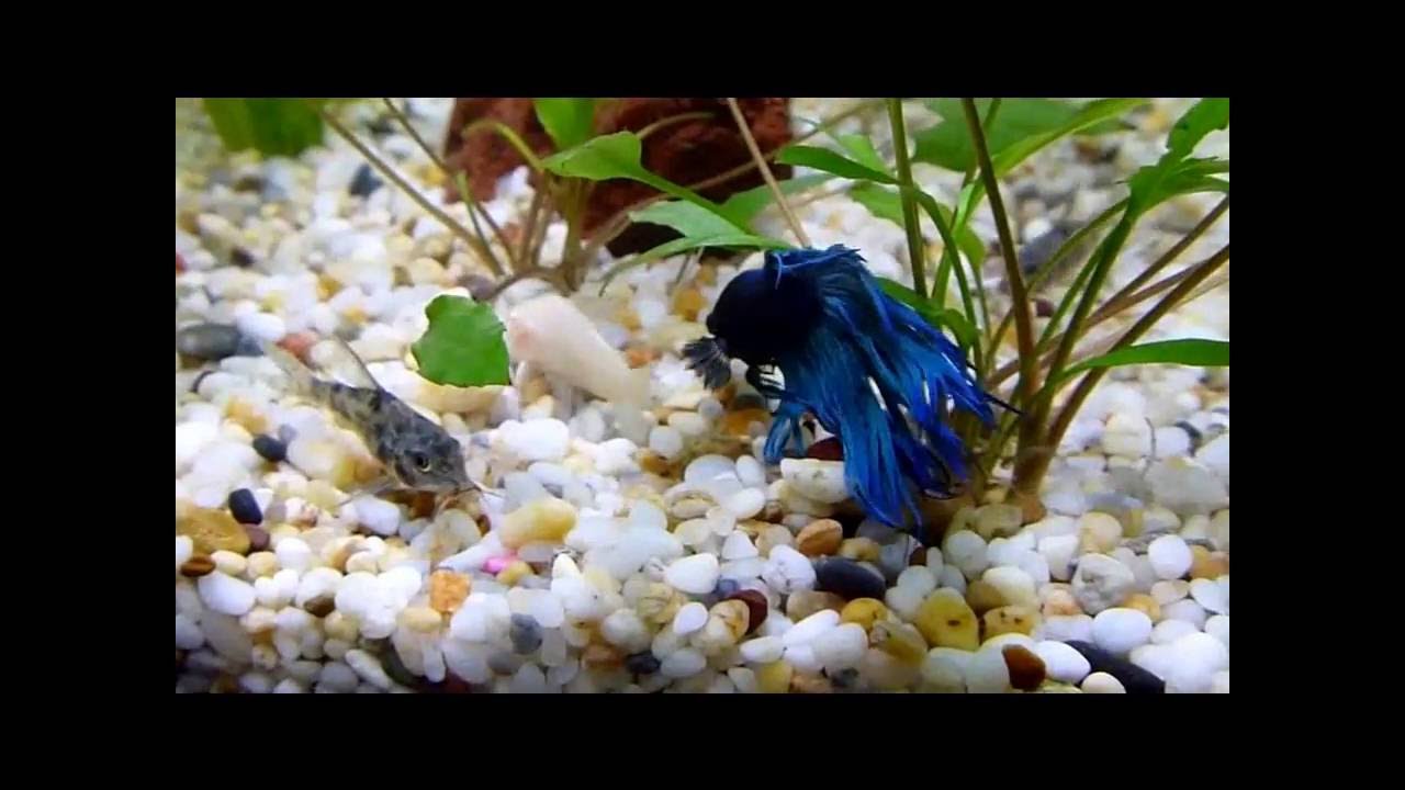 What kind of fish can I put in with my betta fish?