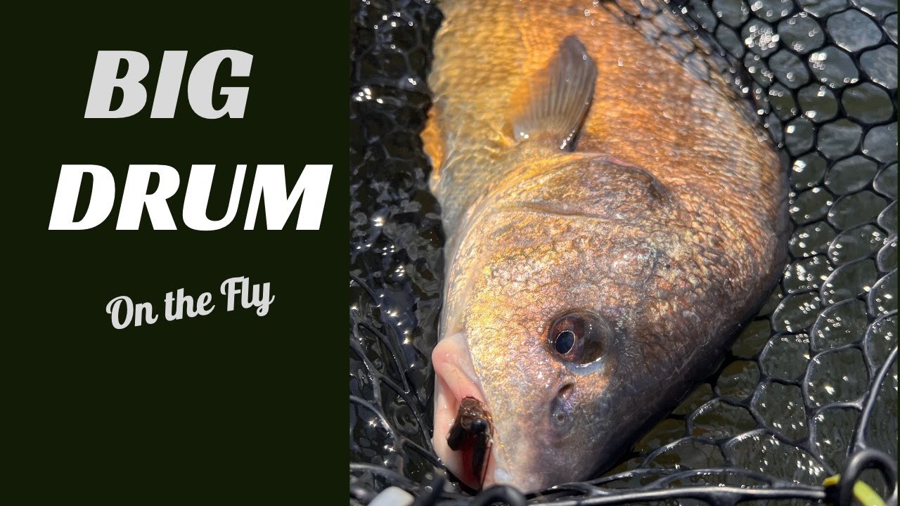 Fly Fishing BIG freshwater Drum on the Lower Mountain Fork River YouTube