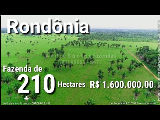 FAZENDA EM COLNIZA -MT (260 hectares )
