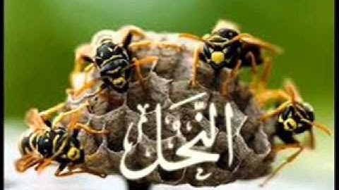 سورة النحل كامله للشيخ مشاري العفاسي