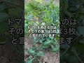 【知らなかった】トマトの上手な育て方 #shorts #家庭菜園 #トマトの育て方