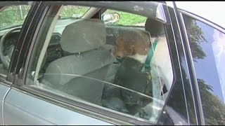 Full Pet owners can face jail time for leaving animals in hot cars Guide