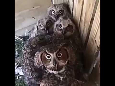 funny owl screaming - YouTube