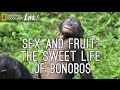 Sex and Fruit: The Sweet Life of Bonobos | Nat Geo Live