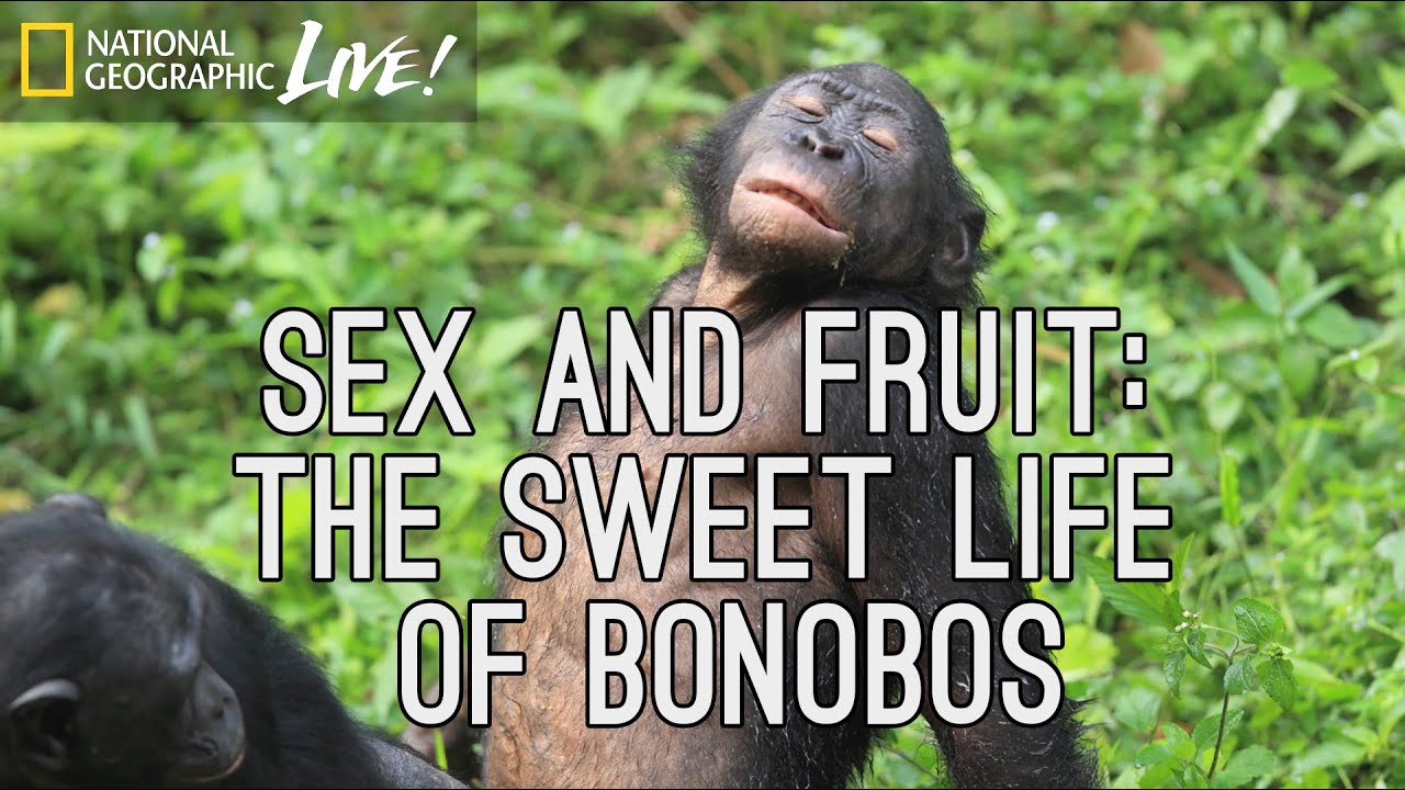 Download Sex and Fruit: The Sweet Life of Bonobos | Nat Geo Live