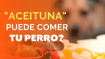 ¿Los perros pueden comer aceitunas negras?