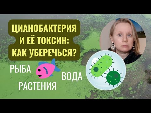 НЕЙРОТОКСИН ЦИАНОБАКТЕРИИ: КАК ДЕЙСТВУЕТ? ГДЕ НАХОДИТСЯ? КАК ЗАЩИТИТЬСЯ?