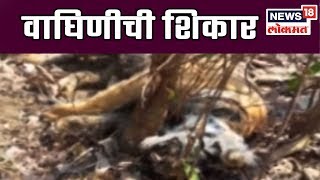 Video Download