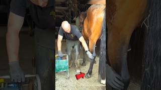 A Limping Horse Is Saved Just Before The Race Begins