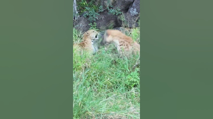 Leopard Fights Hyena for Impala