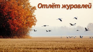 картинка: 🎶 Якуб Колас. Отлёт журавлей (Udio) [Lyric video] Фолк-рок версия