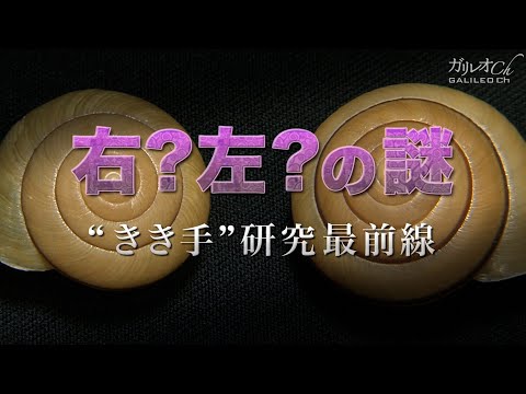 【右と左の不思議】右？左？の謎　“きき手”研究最前線 ｜ ガリレオX第69回