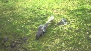 squirrel