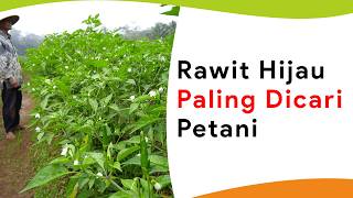 7 Benih Cabe Rawit Hijau Paling Banyak Dicari Petani 2024