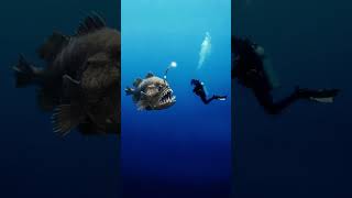 #animal #natureza #peixe