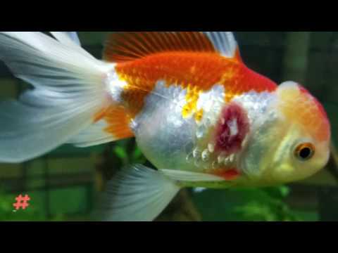 Common Goldfish Diseases Are Your Goldfish Sick ? Part I YouTube