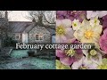 February cottage garden  hellebores snowdrops and early flowers tour