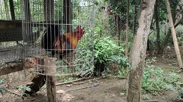 Saib qaib qus pom 3 nawb