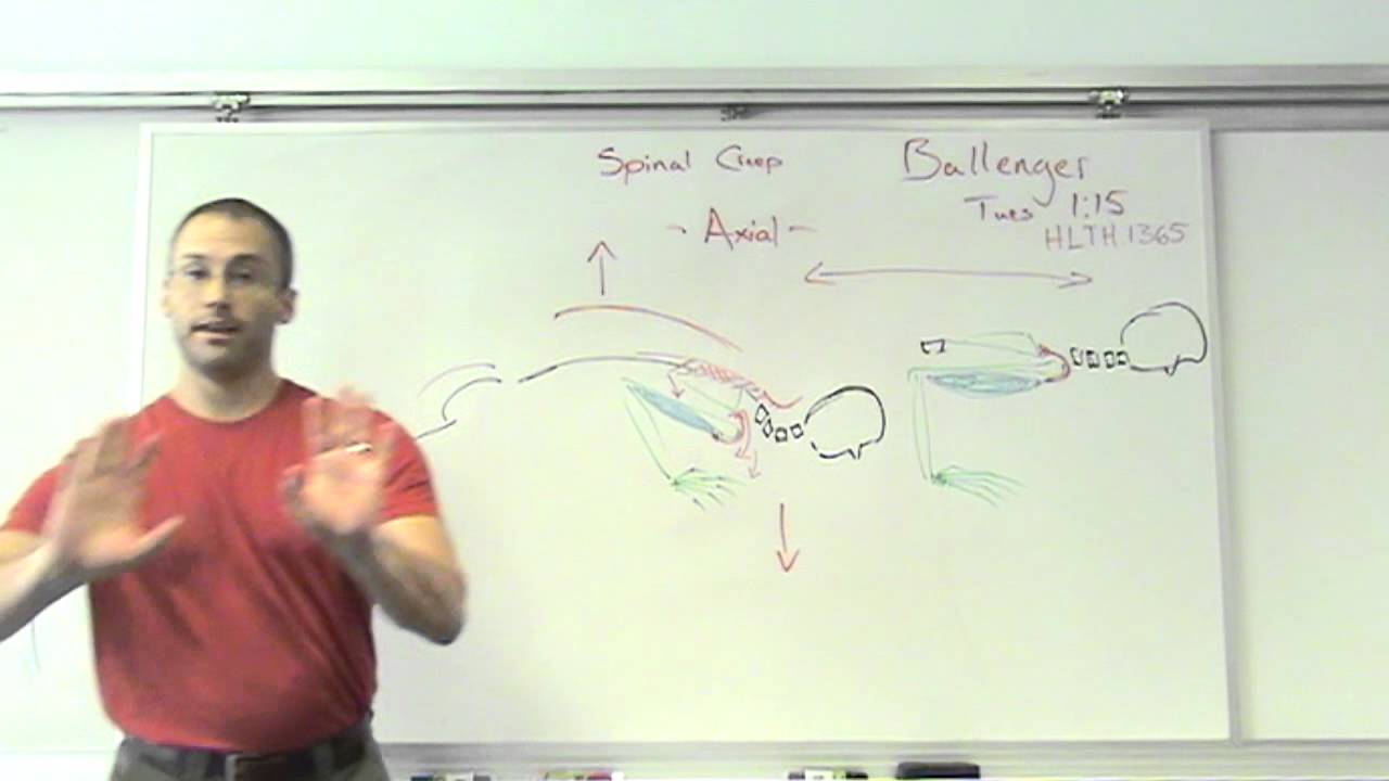 Avoid yoga injuries!,  Bio Mechanics for Yoga & Chaturanga part II.