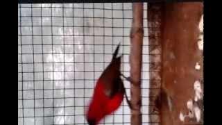 Kolibri cabe (Crimson Sunbird)