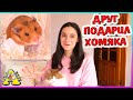 Друг ПОДАРИЛ ХОМЯКА / Реальная история / Распаковка посылки от подписчиков / Alisa Easy Pets