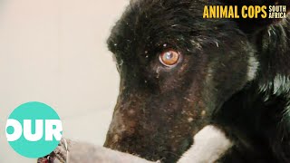 This Dog Is So Neglected It Cannot Even Stand | Animal Cops South Africa Ep12 | Our World