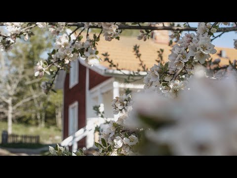 Video: De Bästa Små Husen I Stillahavsområdet Att Hyra