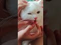 Tunggu Manna #enjoy #cat #funny # video # viral # short
