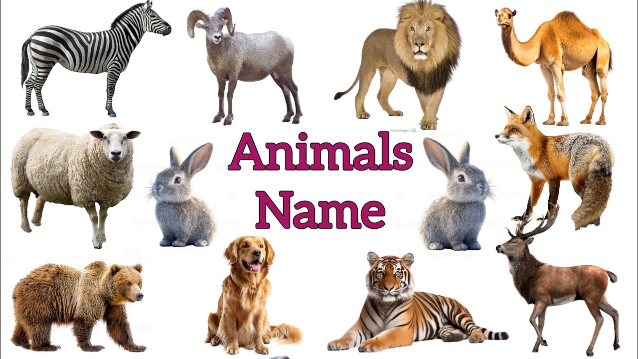 Animals Sounds | जानवरों की आवाज | Animals Name | जानवरों के नाम