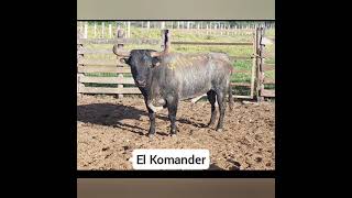 los mejores ejemplares de rancho San Manuel de ticul