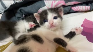 Kitten Sleep With Eachother ♥ / Cat Videos / Kitten Videos / MyPurrrfectWorld