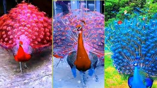 Vibrant Plumage: 4K Beauty of a Colorful Peacock in Nature.